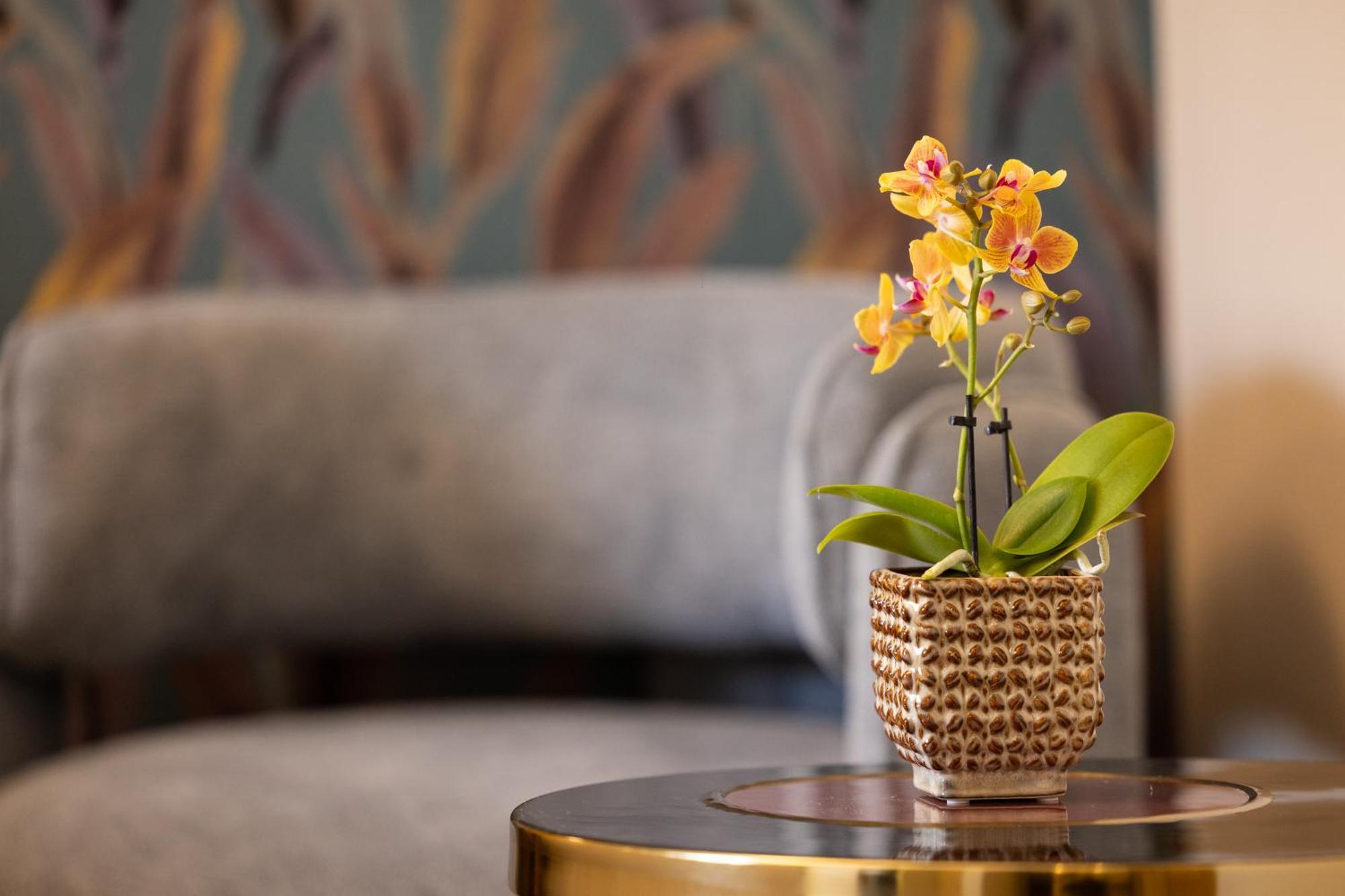 Alojamento de Acomodação e Pequeno-almoço Mavi Luxury